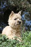 CAIRN TERRIER 086